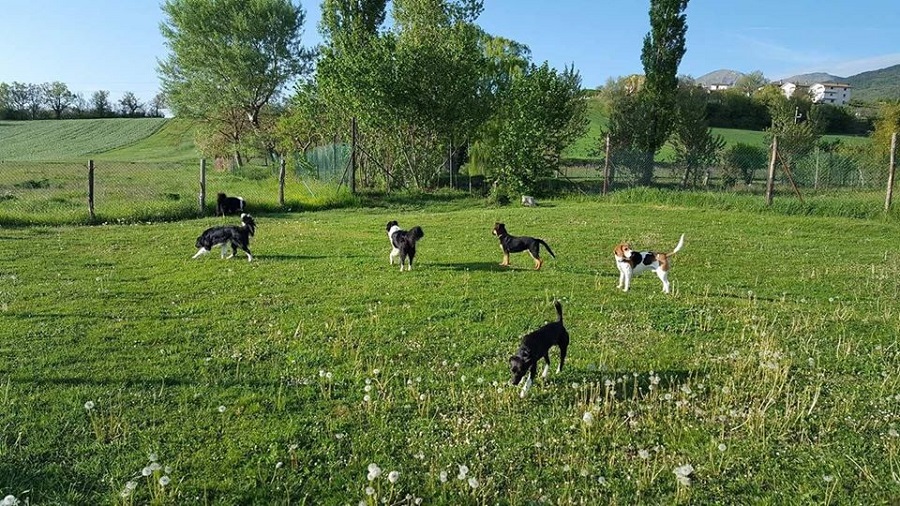 Cani rifugio Colle Altino