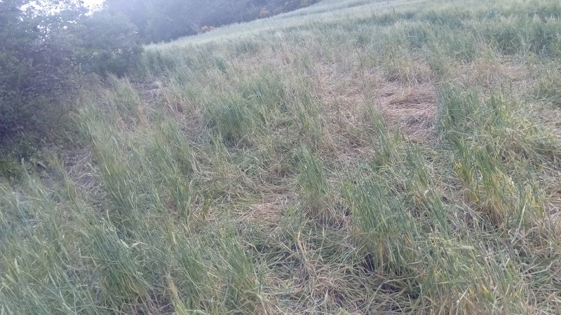 danni in un campo di orzo