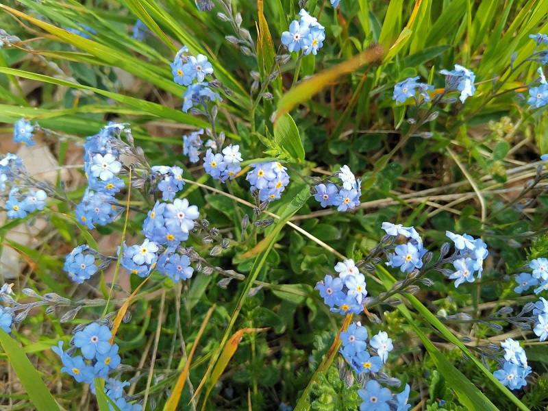 Fioritura ragnolo Isabella Tomassucci 4 nontiscordardime