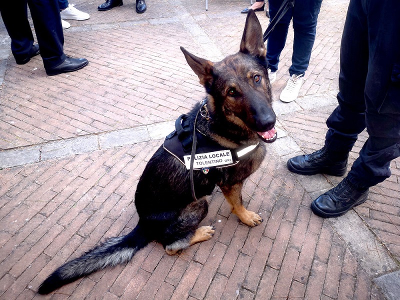 polizia locale billy 4