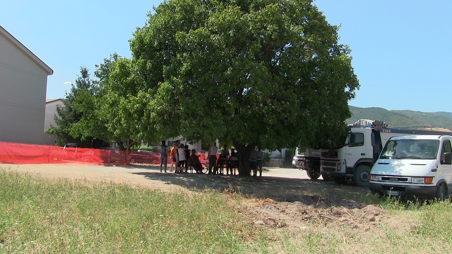 ALBERO DELLA DISCORDIA