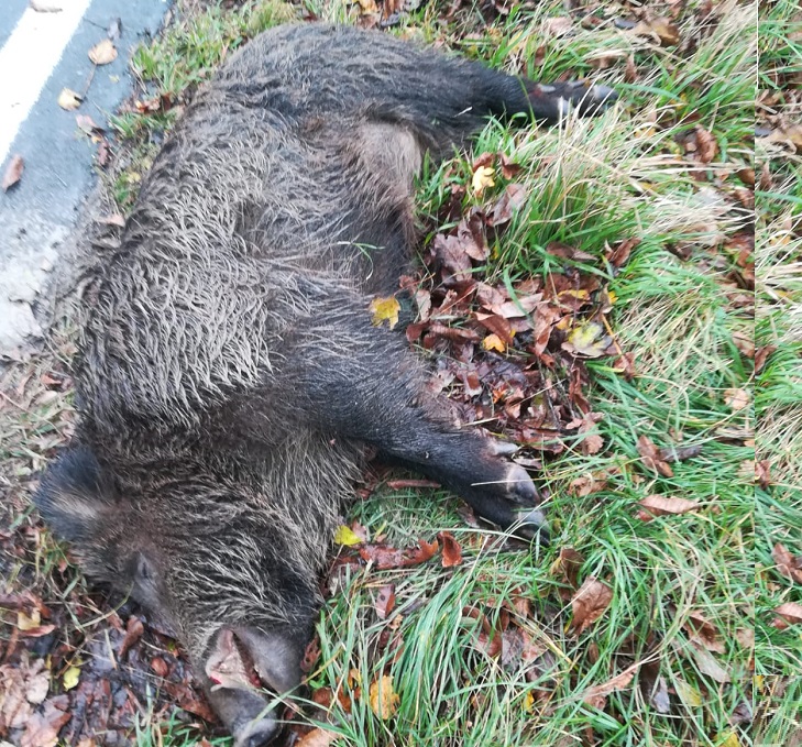 cinghiale pieve torina 1 1