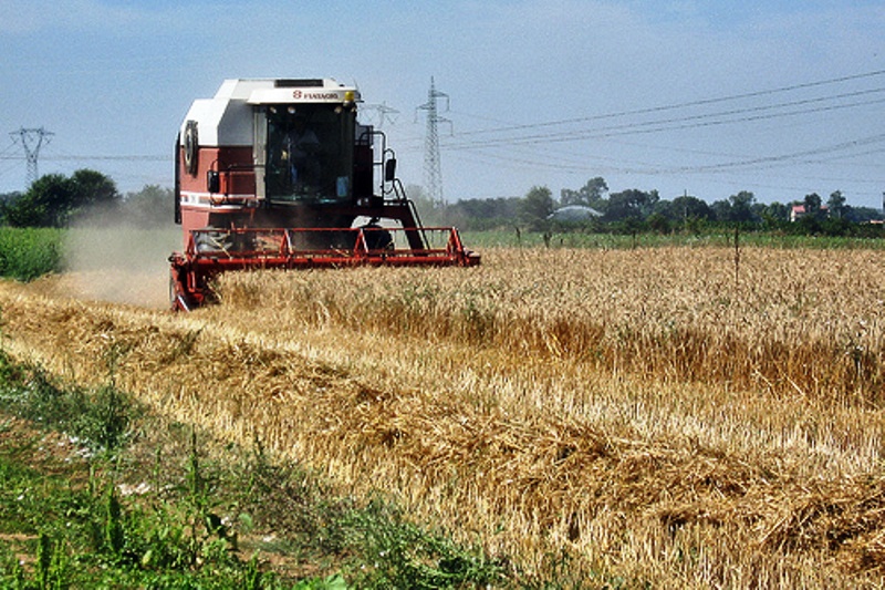 siccita grano mietitrebbia