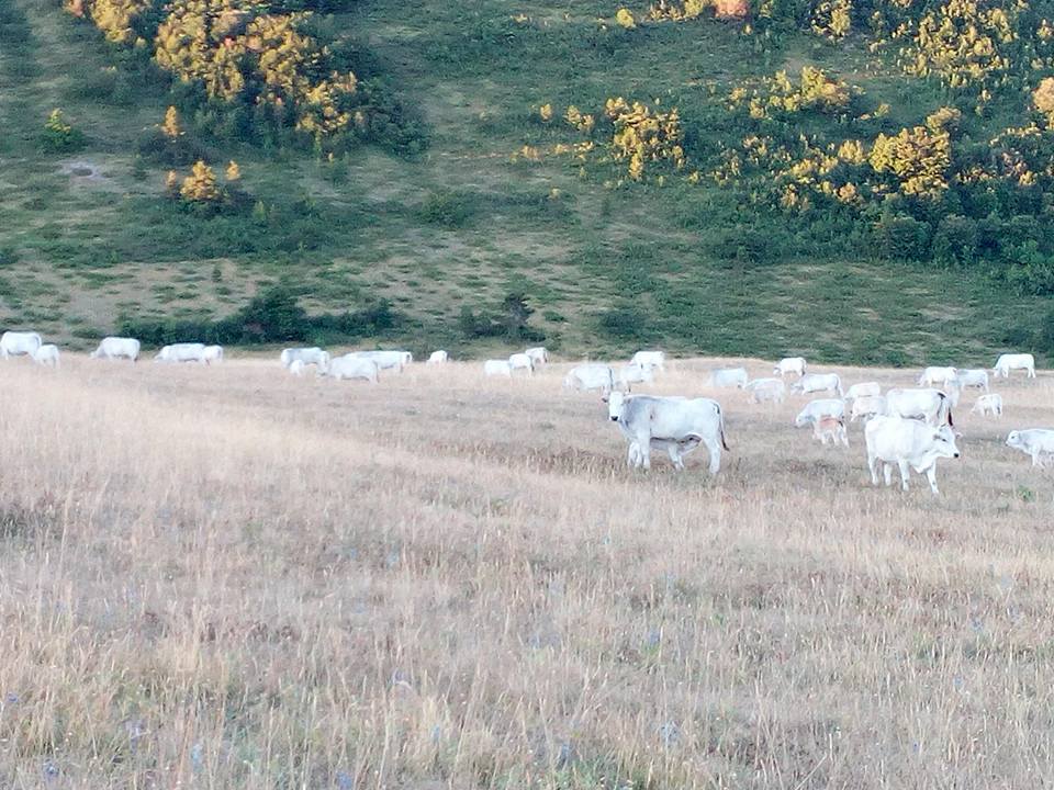 siccita mucche al pascolo