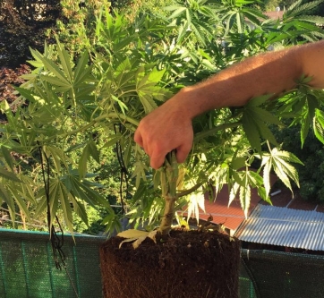 Coltivava marijuana sul balcone a Pievebovigliana Denunciato un 30enne del luogo