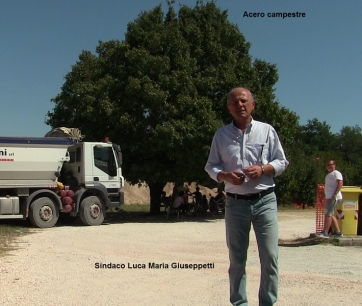Caldarola, la protesta dei cittadini salva l'acero campestre