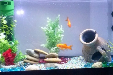 Valfornace -Due pesciolini trovati vivi oltre tre mesi dopo il sisma. Erano nella casa parrocchiale