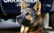 Controlli dei carabinieri nei pressi delle scuole con l'ausilio di cani antidroga
