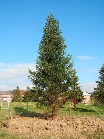 Tolentino, "rivive" l'albero di Natale nel Parco della Pace