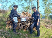 Tagli boschivi abusivi, nei guai due ditte- sequestrati oltre 2mila quintali di legna