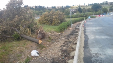 Piante secolari, vittime sacrificali del benessere