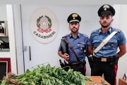 Coltivava piante di marijuana in vaso. Denunciato un cinquantaduenne