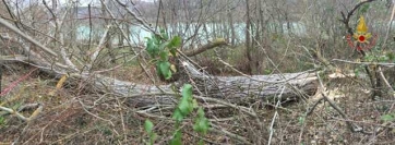 Pontelatrave-Travolto dalla pianta che sta tagliando. Grave 70 enne