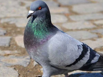 Spara ai piccioni. Denunciato un tolentinate