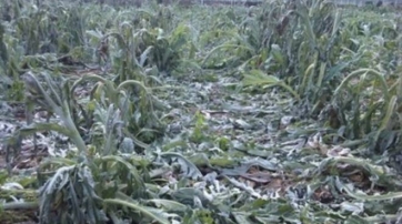 Gelo siberiano- Danni a colture nelle Marche