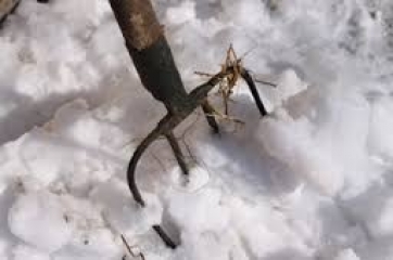 Coldiretti- Neve aggrava situazione stalle in zone terremotate