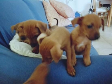 San Severino: quattro cuccioli abbandonati cercano casa