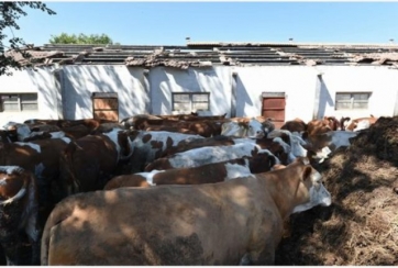 Presidio veterinario a Muccia, recapiti per necessit&agrave; di sicurezza animale e alimentare