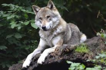 Unicam ospita una tappa dell'"Universitaly Wolf tour"