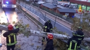 Vento forte in provincia, alberi caduti nell'entroterra