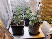 Una serra in casa per coltivare marijuana, denunciato un ventitreenne