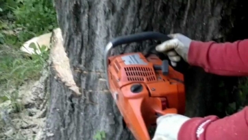 Ai domiciliari, sorpreso a tagliare legna. Denunciato