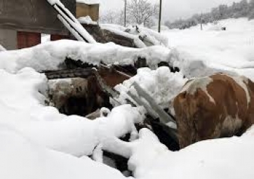 Terremoto- Crollate altre due stalle a Sarnano