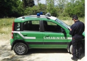 Trappola per volpi scoperta dai carabinieri forestali, denunciato un uomo