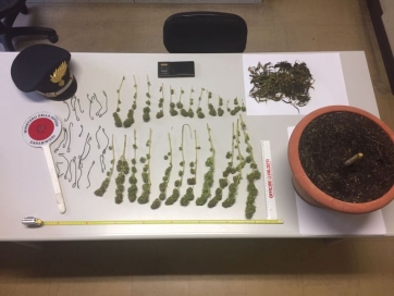 Coltiva marijuana in camera da letto, denunciato giovane ad Esanatoglia